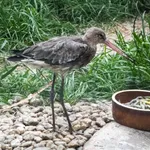 Black-tailed Godwit