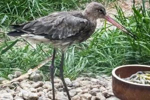 Grutto