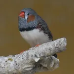 Timor Zebra Finch