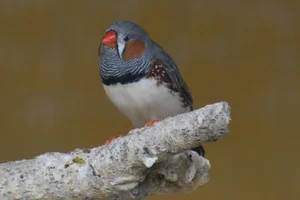 Timorzebravink