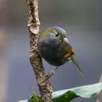 Emei Shan Liocichla
