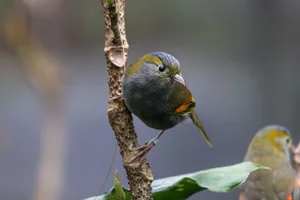 Omeitimalia