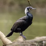 Cormorant