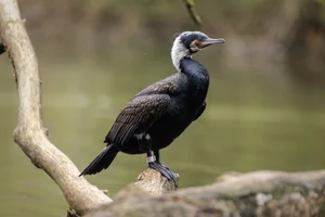 Aalscholver