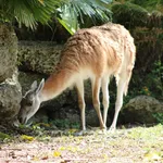 guanaco