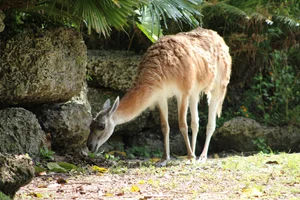 guanaco