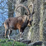 Nubian Ibex