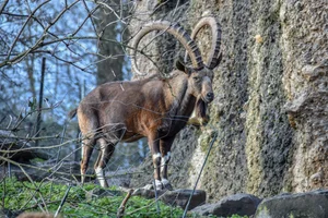 Nubische Steenbok
