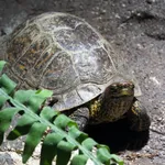 Painted Wood Turtle