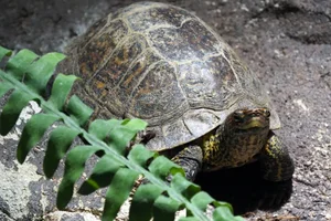 Sieraardschildpad