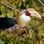 Papuan Hornbill