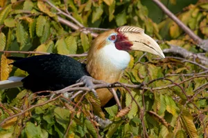 Papoeajaarvogel