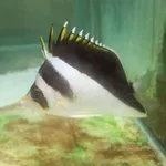 Burgess' Butterflyfish