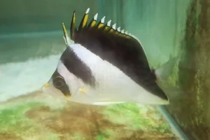 Burgess' Butterflyfish