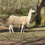 Llama