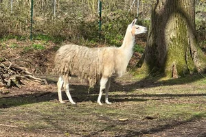 Lama
