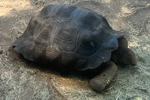 Wolf Volcano Giant Tortoise