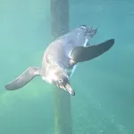 Humboldt Penguin