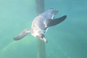 Humboldt-pinguïn