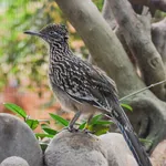 Greater Roadrunner