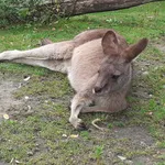 Eastern Grey Kangaroo