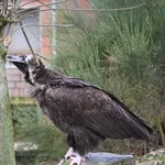 Cinereous Vulture