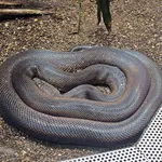 Savu python