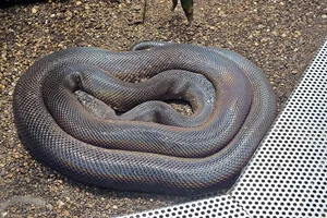 Savu python