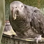 Timneh Parrot