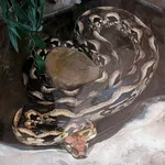 Malagasy Ground Boa