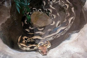 Madagaskar-boa