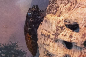 Gromphadorhina oblongonota