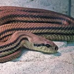 Four-lined Snake
