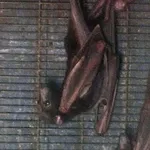Little Red Flying Fox