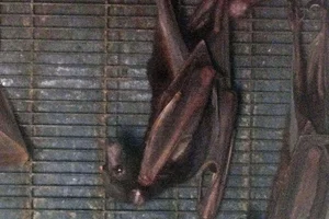 Little Red Flying Fox