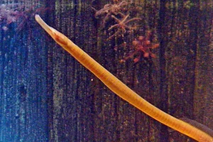 Grosse Schlangennadel