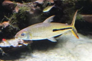 Slender Hemiodus