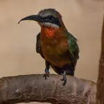 White-fronted Bee-eater