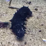 Japanese Spiky Sea Cucumber
