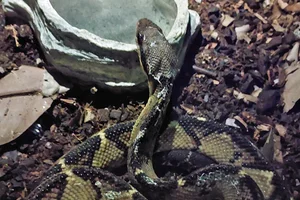 Central American Bushmaster
