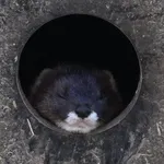 European Mink