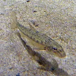 European Stone Loach