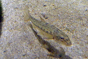 Bermpje