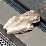 Cuban Tree Frog