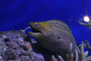 Undulated Moray