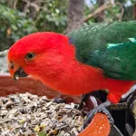 Australian King-parrot