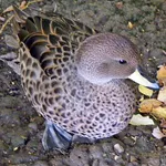 South Georgia Pintail