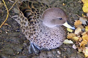 South Georgia Pintail