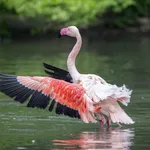 Greater Flamingo