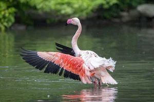 Roze Flamingo